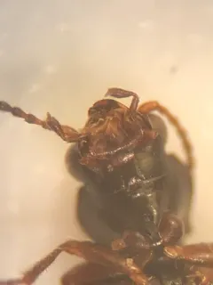 Bembidion graciliforme thumbnail 1