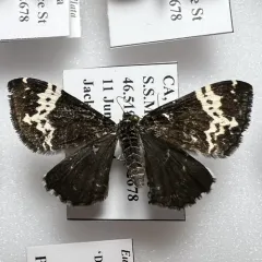Spear-marked Black Moth thumbnail 2