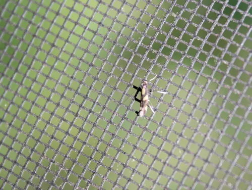 Caloptilia vacciniella