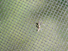 Caloptilia vacciniella thumbnail 1