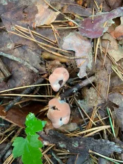 Mealy Tooth thumbnail 2