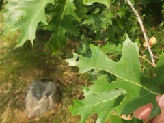 Agrilus arcuatus thumbnail 3