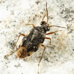 Micracanthia humilis thumbnail 1