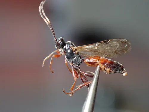 Dirophanes maculicornis