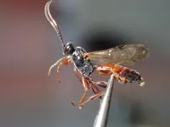Dirophanes maculicornis thumbnail 1
