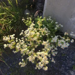feverfew thumbnail 3