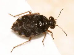 Saldula orbiculata thumbnail 2