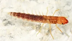 Sialis aequalis thumbnail 2