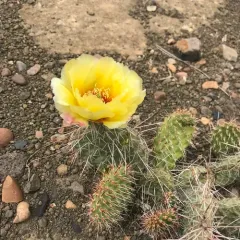 Plains Pricklypear thumbnail 4