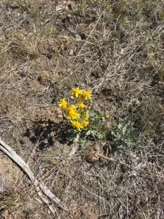 Lobeleaf Groundsel thumbnail 3