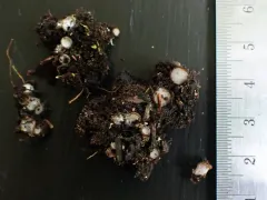 Hypomyces stephanomatis thumbnail 2