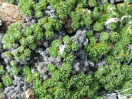 Wood's Sagebrush