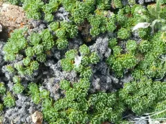 Wood's Sagebrush thumbnail 1