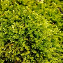 tree mat homalothecium moss thumbnail 3