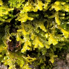 Cliff Scalewort thumbnail 3