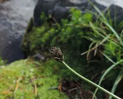 black alpine sedge thumbnail 4