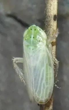 Graphocraerus ventralis thumbnail 2