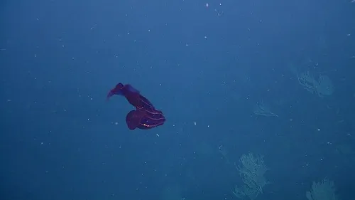 Bloodbelly Comb Jelly