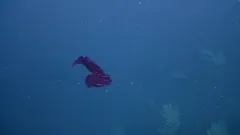 Bloodbelly Comb Jelly thumbnail 1