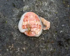 Red Mail-shell thumbnail 4