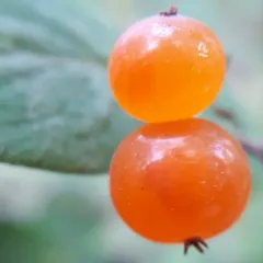 Tatarian honeysuckle thumbnail 5