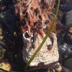 Giant Acorn Barnacle thumbnail 2