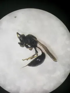 Psen erythropoda thumbnail 2