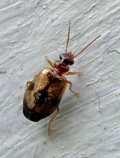 Lebia guttula thumbnail 3