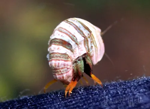 Thorlaksonius subcarinatus
