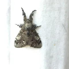 Northern Pine Tussock Moth thumbnail 1