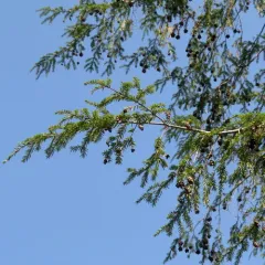 eastern hemlock thumbnail 1