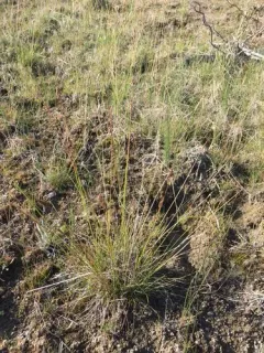 Simple Bog Sedge thumbnail 2