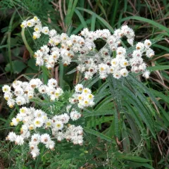 pearly everlasting thumbnail 2