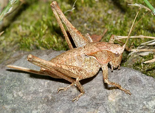 American Shieldback