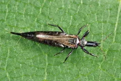 Elaphrothrips tuberculatus thumbnail 1