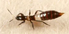 Aeolothrips albicinctus thumbnail 1