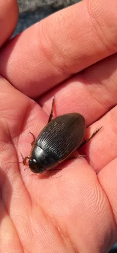Dytiscus carolinus