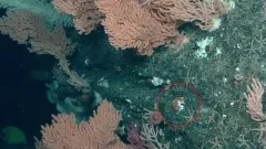 Cockscomb Cup Coral thumbnail 2