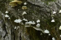Crepidotus occidentalis thumbnail 2
