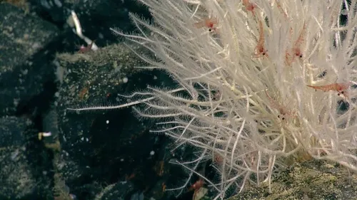 Asbestopluma monticola