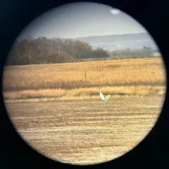 Whooping Crane thumbnail 4