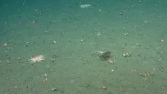 Umbellula lindahli thumbnail 3