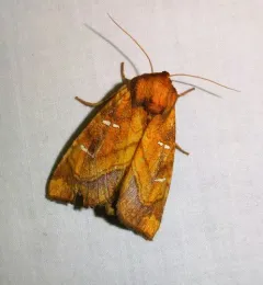 Royal Fern Borer Moth thumbnail 4