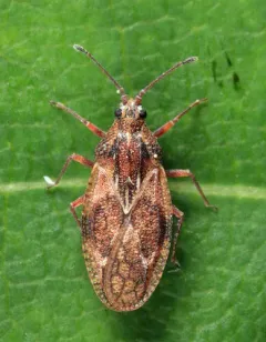 Physatocheila variegata thumbnail 3