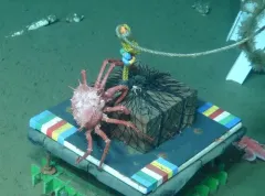 Scarlet King Crab thumbnail 4