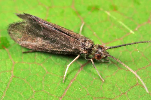 Micrasema rusticum