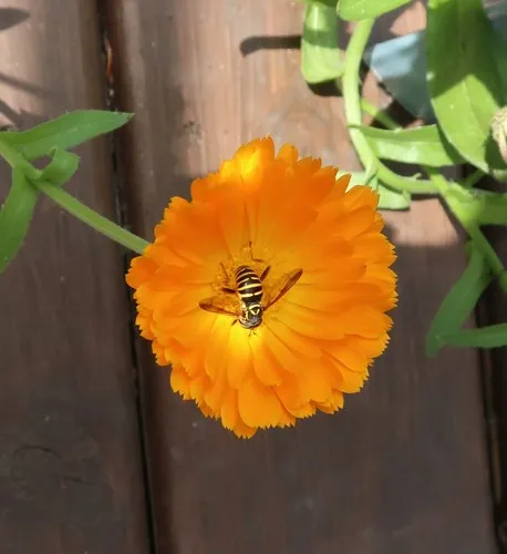 Western Hornet Fly