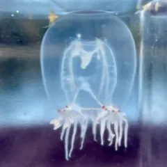 Red-eye Medusa thumbnail 3