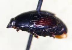 Margarinotus purpurascens thumbnail 3