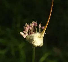 Garlic thumbnail 1